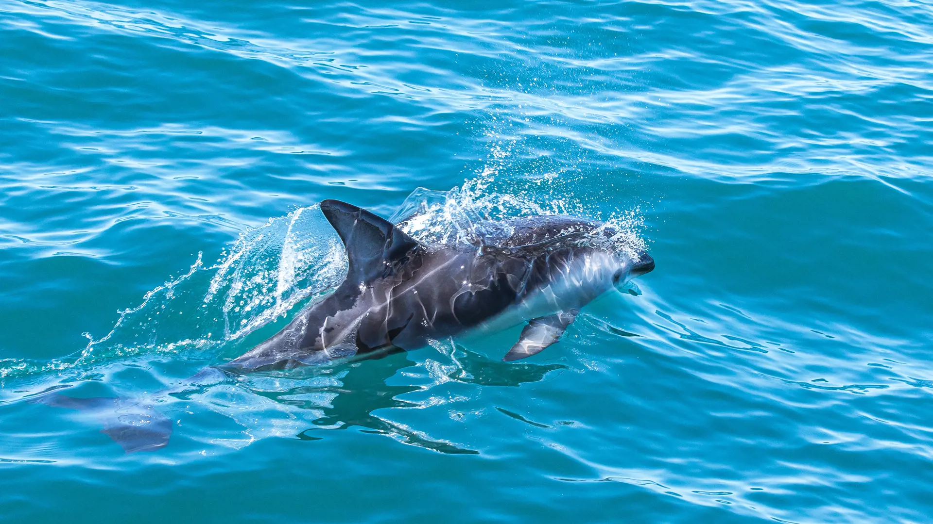 Nieuw Zeeland Lauwers nieuw-zeeland-lauwers